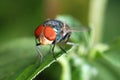 Insect fly macro Royalty Free Stock Photo