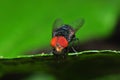 Insect fly macro Royalty Free Stock Photo