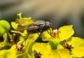 Insect fly macro on the flowers Royalty Free Stock Photo