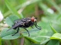 Insect fly macro Royalty Free Stock Photo