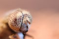 insect fly macro head tiny eye nature small Royalty Free Stock Photo