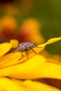 Insect fly macro on yellow leaf Royalty Free Stock Photo