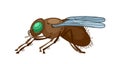 Insect Fly Side View Pose. Vector Agile Aerial Creature With Multifaceted Eyes And Delicate Wings, Pollinator, Predator