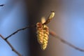 Insect fly sit on fresh leaf of Alder Royalty Free Stock Photo