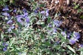 Herbaceous plants Caryopteris Dark Knight called Bluebeards shrub with blue flowers in the garden Royalty Free Stock Photo