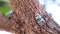 Insect ; Fulgoridae bug on longan tree Royalty Free Stock Photo