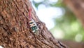 Insect ; Fulgoridae bug on longan tree Royalty Free Stock Photo