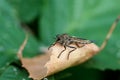 Insect gad horse fly Royalty Free Stock Photo