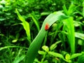 Insect in Grass field Royalty Free Stock Photo