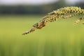 Insect and grass top on a green background