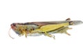 Insect grasshopper bug Royalty Free Stock Photo