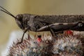 Insect - grasshopper