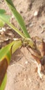insect grasshopper invertebrate