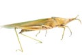 Insect grasshopper locust