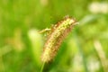 Insect on green bristle grass 2 Royalty Free Stock Photo