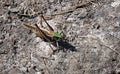 Insect, green grasshopper Royalty Free Stock Photo