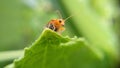 Insect on the green leaf Royalty Free Stock Photo