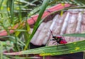 Insect on green leaf ready to fly