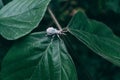 insect on green leaves of tropical plant