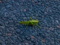 insect green locust sits road