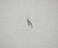 Insect with green transparent mesh wings on a gray background. Lacewing lat. Chrysopidae