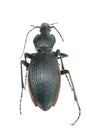 Insect ground beetle