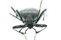 Insect ground beetle