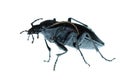 Insect ground beetle bug