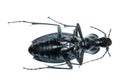 Insect ground beetle bug