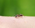 Insect harmful brown ant crawling on the skin of the human hand