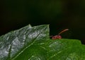 insect is hiding behind the leaf. Royalty Free Stock Photo