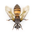 Insect honey bee isolated on white. 3D illustration Royalty Free Stock Photo