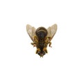 Insect honey bee isolated on white. 3D illustration