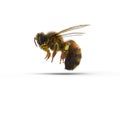 Insect honey bee isolated on white. 3D illustration