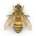 Insect honey bee isolated on white. 3D illustration Royalty Free Stock Photo