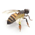 Insect honey bee isolated on white. 3D illustration Royalty Free Stock Photo