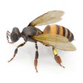 Insect honey bee isolated on white. Side view. 3D illustration