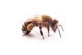 Insect honey bee with pollen on its paws isolated on white Royalty Free Stock Photo