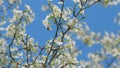 Insect honey bee pollinates. Blossom Cherry Or Apple Small White Flowers On Tree Branches. Blossoming Tree Brunch With