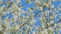 Insect honey bee pollinates. Cherry Tree Branch With Lots Of Small White Flowers. Blossoms With Small White Flowers.