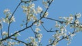 Insect honey bee pollinates. Cherry Tree Branch With Lots Of Small White Flowers. Blossoms With Small White Flowers.