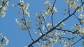 Insect honey bee pollinates. Cherry Tree Branch With Lots Of Small White Flowers. Blossoms With Small White Flowers. Royalty Free Stock Photo