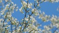 Insect honey bee pollinates. Flowers Growing On A Delicate Branch In Spring. Small White Flowers. Small White Flower On