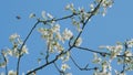 Insect honey bee pollinates. Flowers Growing On A Delicate Branch In Spring. Small White Flowers. Small White Flower On