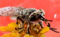 Insect horsefly macro Royalty Free Stock Photo