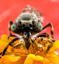 Insect horsefly macro Royalty Free Stock Photo