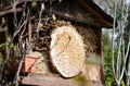 Insect hotel with wild bees and wesps Royalty Free Stock Photo