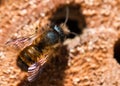 Insect hotel with wild solitary mason bee building nest macro Royalty Free Stock Photo