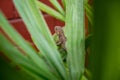 Insect Hunter Chameleon is sitting on the plant