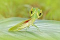 Insect hunter in the nature. Leaf Mantid, Choeradodis rhombicollis, insect from Ecuador. Beautiful evening back light with wild an Royalty Free Stock Photo